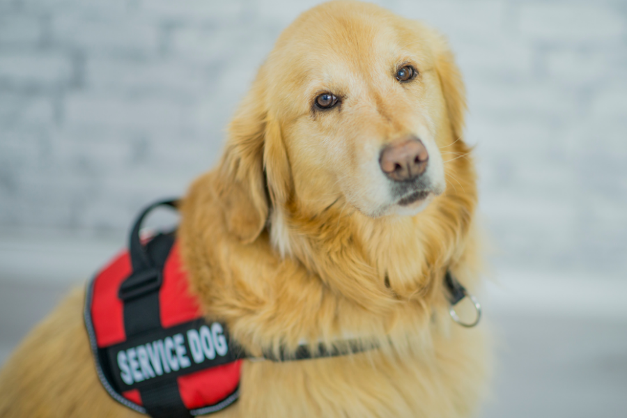 Service dog.